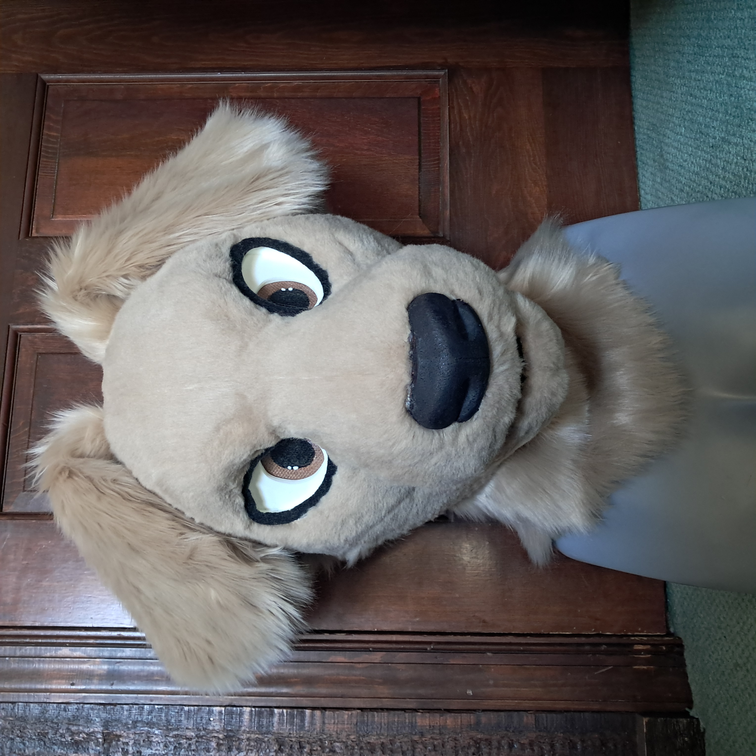 Golden retriever head