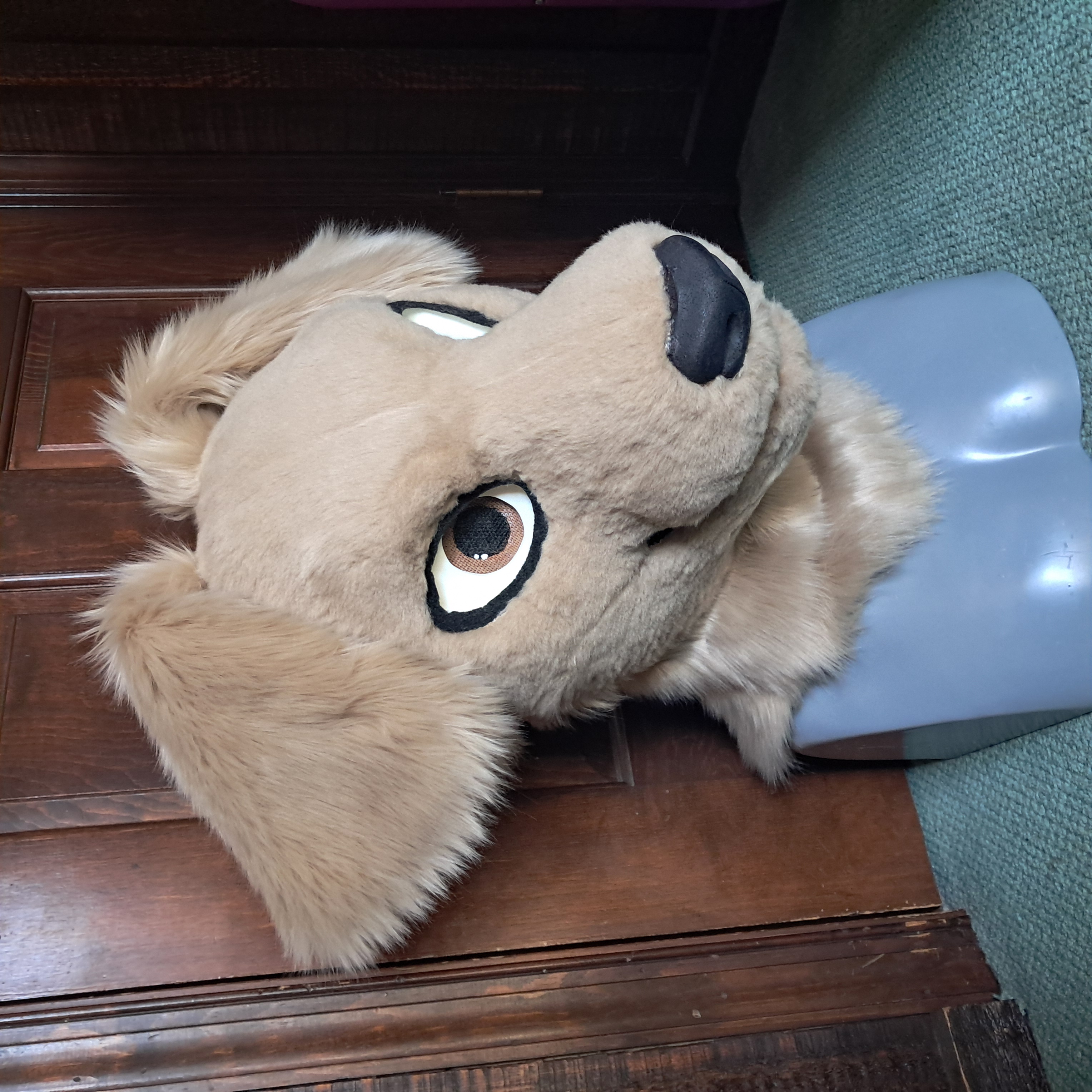 Golden retriever head