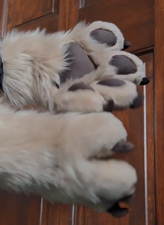 Golden retriever paws